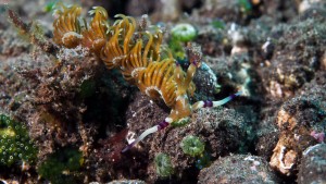 Blue Dragon Nudi 3